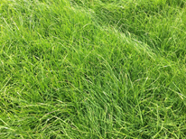 Как посеять газонную траву правильно